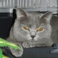 Chartreux