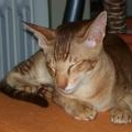 Calveen, Oriental Cinnamon Ticked Tabby