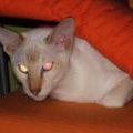 C�zanne, Siamois Cinnamon Tabby