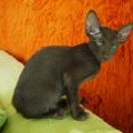Cl�opatre, Oriental Chocolat