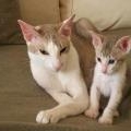 Coco, Oriental Lilac Silver Tabby