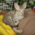 Ramses, Oriental Chocolat Spotted Tabby