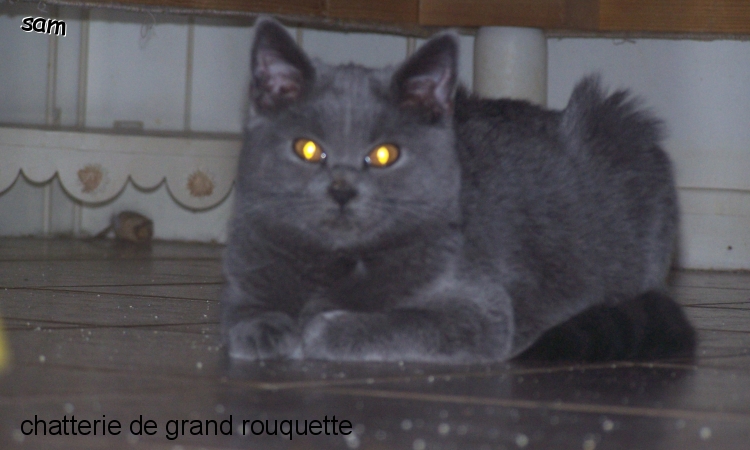 les chartreux de dany
