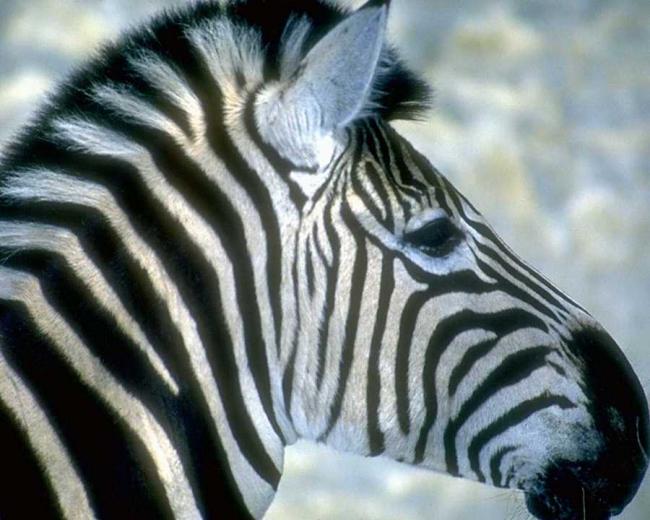 animaux139-dkpum.jpg