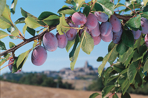prune