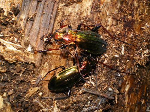 Chrysocarabus