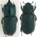 Lucanidae