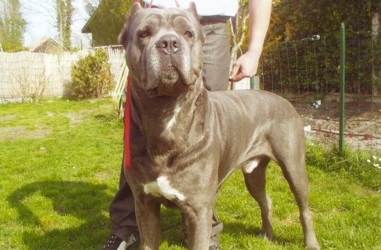 ricco