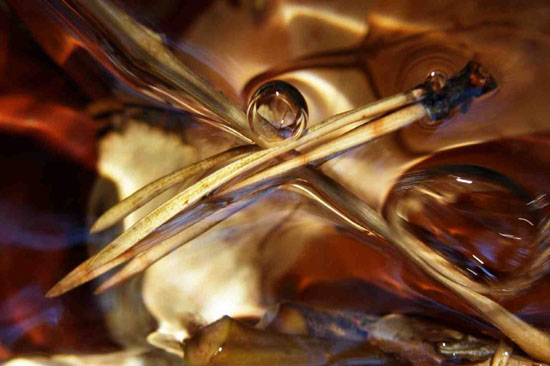 ART PASSION PHOTO - Macros magiques