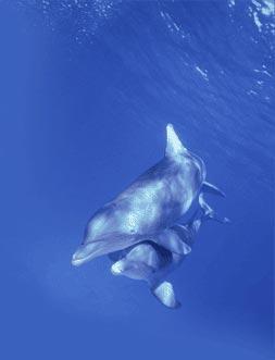 hugging_dolphins2.jpg