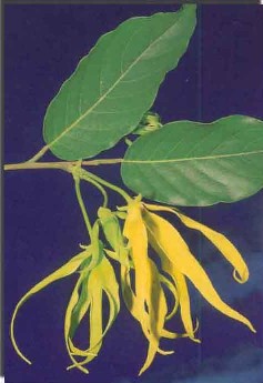 ylang_1.jpg