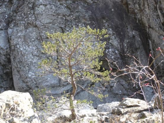 arbre qui pousse sur les cailloux.jpg