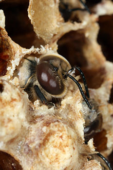 Une abeille europ�enne carnolienne (Apis mellifera carnica).