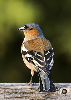 Un pinson des arbres (Fringilla coelebs) m�le.