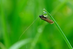 Adela reaumurella en Belgique dans la r�serve naturelle (Marie Mouchon.)