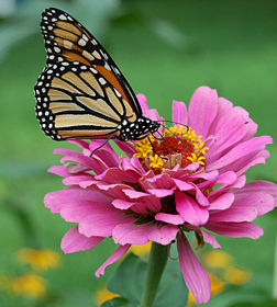 Un papillon monarque (Danaus plexippus)