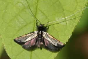 Adela reaumurella (Pays-Bas).