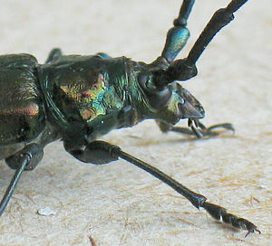 Capricorne musqu� (Aromia moschata).