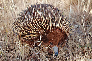 �chidn� � bec court (Tachyglossus aculeatus) dans la nature.