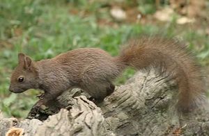 Ecureuil roux (Sciurus vulgaris)