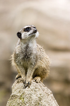 Suricate (Meerkat (Suricata suricatta)).