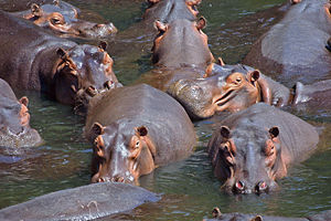 Troupeau d'hippopotames (Hippopotamus amphibius) (Luangwa v�lgy, Zambie, 2002).