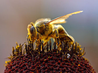 Une abeille (Apoidea) r�colte du pollen.