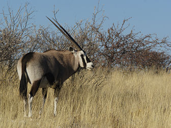Un gemsbok ou oryx gazelle (Oryx gazella).