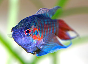 Un � poisson de Paradis � (Macropodus opercularis).