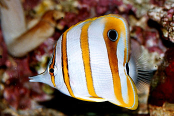 Le chelmon � bec m�diocre, ou poisson-papillon � rostre (Chelmon rostratus).