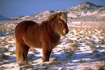 Un cheval islandais (Equus scandinavicus).