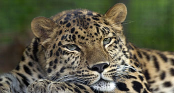 Panthera pardus orientalis ou panth�re de Chine