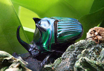 Un gros scarab�e noir (Oxysternon conspicillatum) m�le du P�rou.