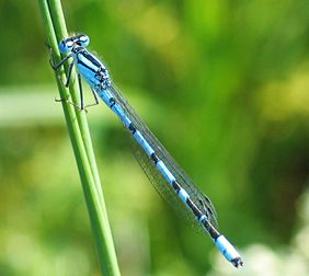Une demoiselle � agrion porte-coupe � (Enallagma cyathigerum).
