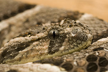 Vip�re heurtante (Bitis arietans)