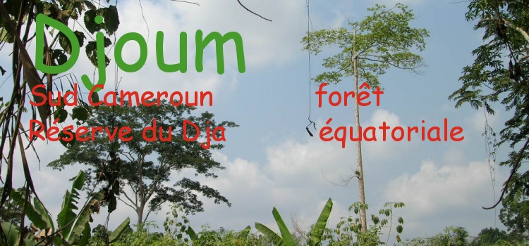 djoum réserve du Dja