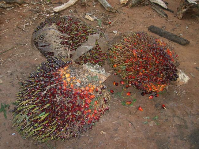 Noix de palme