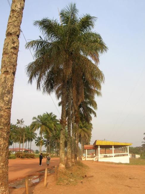 Djoum