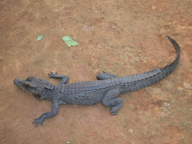 Crocodile