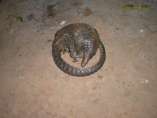Pangolin