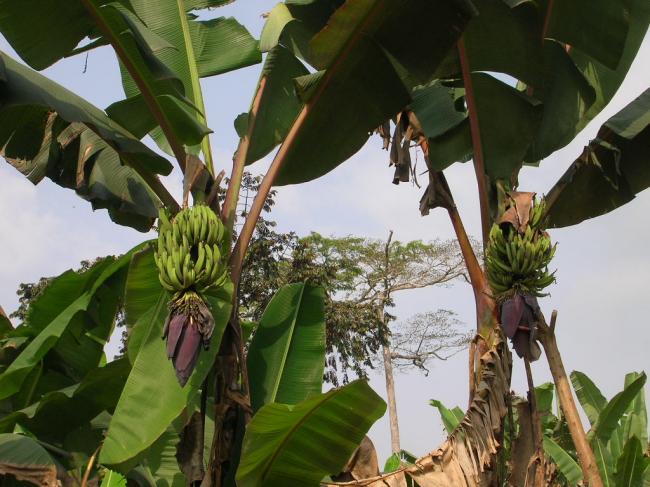 Bananes plantain