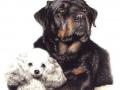 Education et Comportement Canin