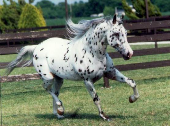 appaloosa.jpg