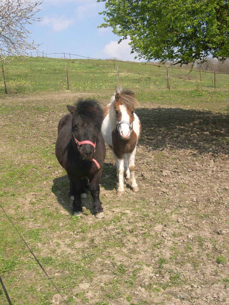 Coyotte et Cacou