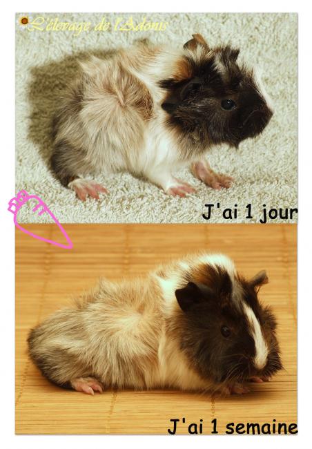 ancienne naissance 2�me willow b�b�1