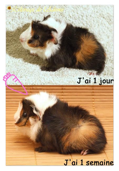 ancienne naissance 2�me Willow b�b�2