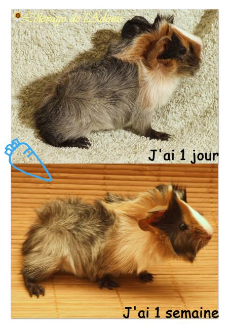 ancienne naissance 2�me Willow b�b�3