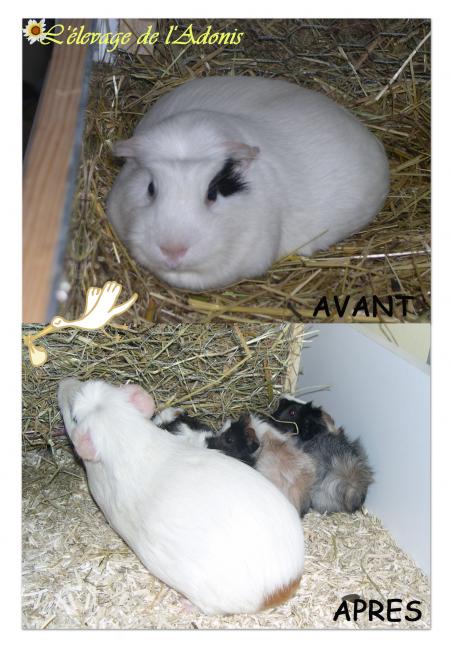 ancienne naissance 2�me willow av ap