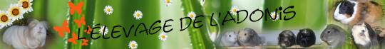 élevage de l'Adonis