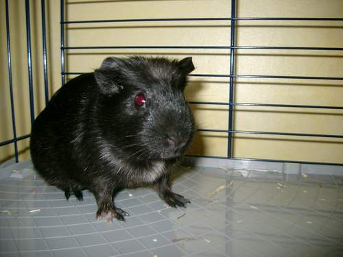 causette causette